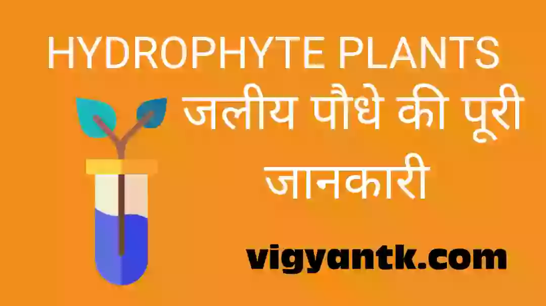 HYDROPHYTE-PLANT