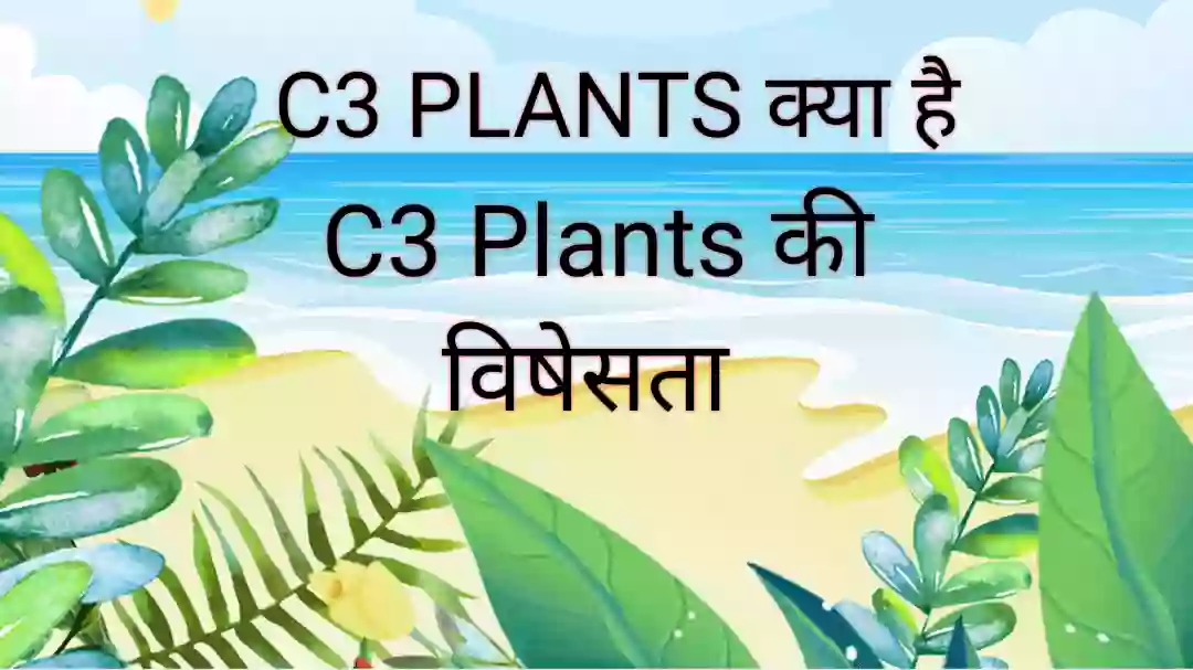 C3 PLANTS क्या है