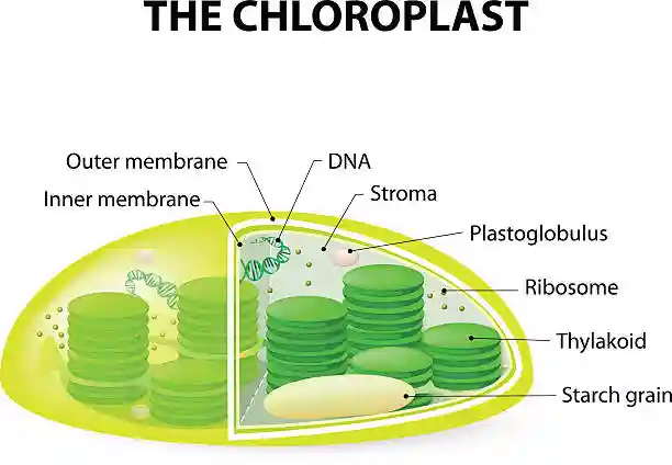 Chlorophyll 3